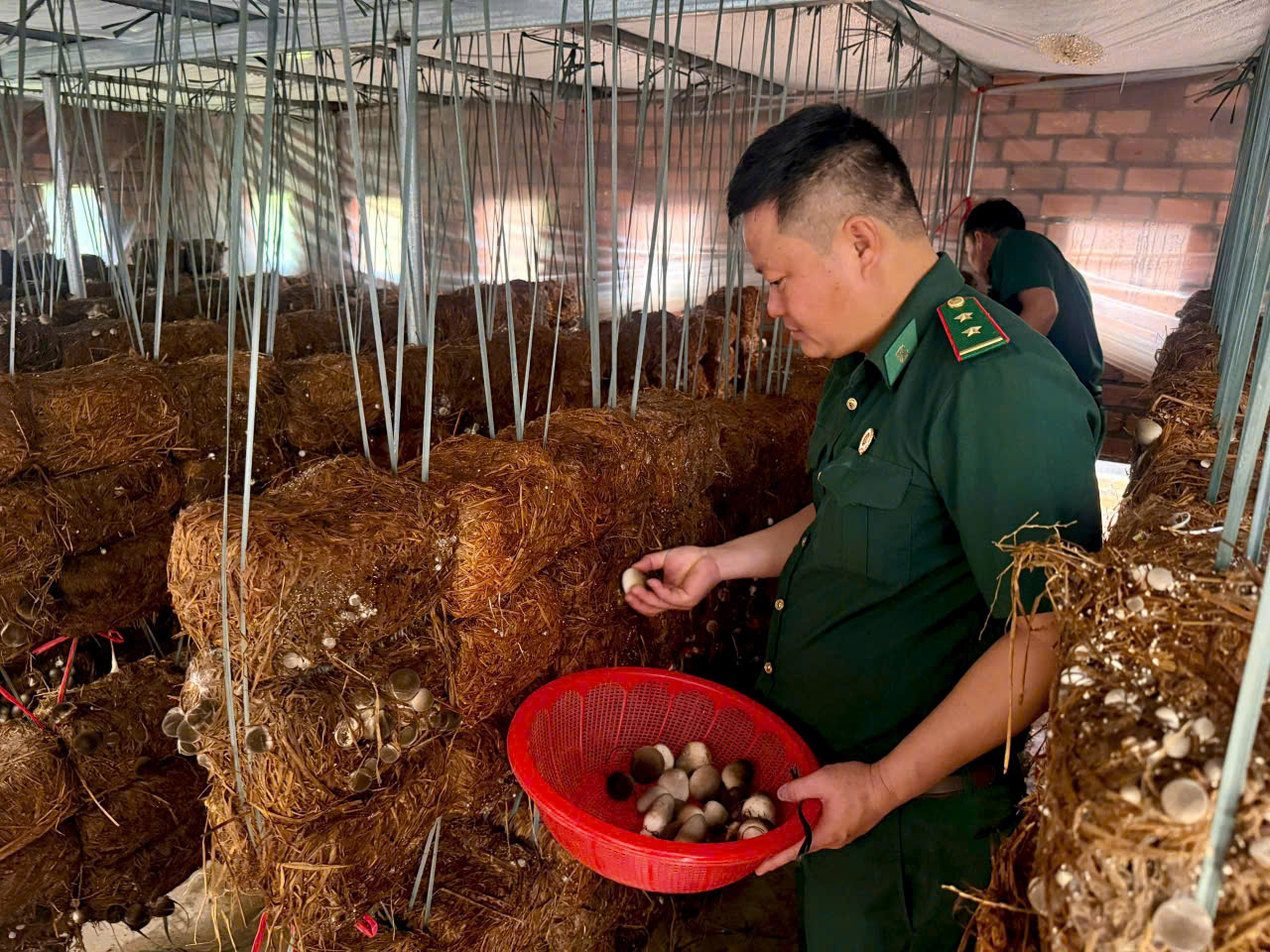 Từ đam mê học hỏi đến mô hình trồng nấm rơm mang lại thu nhập ổn định
